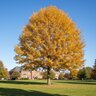 Quercus Ellipsoidalis Northern Pin Oak
