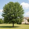 Quercus Falcata Southern Red Oak