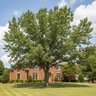 Quercus Falcata Southern Red Oak