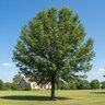 Quercus Falcata Southern Red Oak
