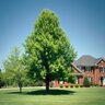 Quercus palustris Pin Oak 20 gal. Container