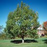 Quercus Prinus Chestnut Oak