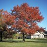Quercus Texana Texas Red Oak