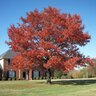 Quercus Texana Texas Red Oak
