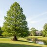 Taxodium distichum Bald Cypress