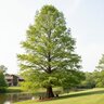 Taxodium distichum Bald Cypress