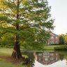 Taxodium distichum Bald Cypress
