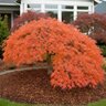 Acer palmatum Orangeola Japanese Maple
