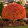 Acer palmatum Orangeola Japanese Maple 3 gal. Container