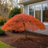 Acer palmatum Orangeola Japanese Maple