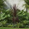 Cordyline Australis Red Star Dracaena