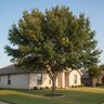 Quercus Laceyi Lacey Oak