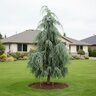 Callitropsis (Chamaecyparis) Nootkatensis Glauca Pendula Blue Weeping Alaskan Cedar