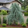 Callitropsis (Chamaecyparis) Nootkatensis Glauca Pendula Blue Weeping Alaskan Cedar