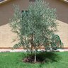 Olea Europaea Wilsonii Fruitless Olive