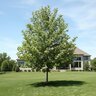 Platanus mexicana Mexican Sycamore