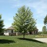 Platanus mexicana Mexican Sycamore