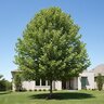 Platanus mexicana Mexican Sycamore