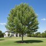 Platanus mexicana Mexican Sycamore