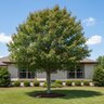 Acer Rubrum Florida Flame Red Maple