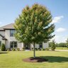 Acer Rubrum Florida Flame Red Maple