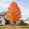 Acer x freemanii Sienna Glen Freeman Maple