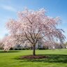 Prunus Subhirtella Pink Snow Showers Weeping Cherry