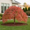Acer Palmatum Ryusen Weeping Japanese Maple