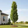 Quercus hybrid Kindred Spirit Oak