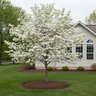Cornus florida Jean's Appalachian Snow Dogwood