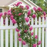 Rosa X Peggy Martin Climbing Rose