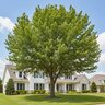 Quercus Buckleyi Texas Red Oak