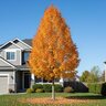 Acer x freemanii Armstrong Gold Freeman Maple
