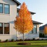 Acer x freemanii Armstrong Gold Freeman Maple