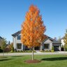 Acer x freemanii Armstrong Gold Freeman Maple