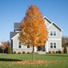 Acer x freemanii Armstrong Gold Freeman Maple