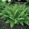 Athyrium Filix-Femina Lady Fern