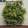 Gelsemium Sempervirens Carolina Yellow Jasmine