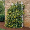 Gelsemium Sempervirens Carolina Yellow Jasmine