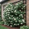 Hydrangea Anomala Subsp. Petiolaris Climbing Hydrangea