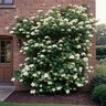 Hydrangea Anomala Subsp. Petiolaris Climbing Hydrangea Staked 5 gal. Container