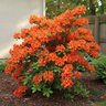Rhododendron X Gibraltar Exbury Azalea