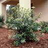Viburnum Obovatum Small-Leaf Walter Viburnum