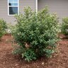Viburnum Obovatum Small-Leaf Walter Viburnum