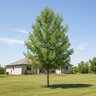 Populus Angustifolia Narrowleaf Cottonwood