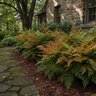 Dryopteris erythrosora Brilliance Japanese Shield (Autumn) Fern