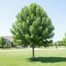 Liquidambar Styraciflua Happidaze Sweetgum