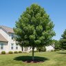 Liquidambar Styraciflua Happidaze Sweetgum