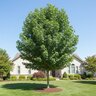 Liquidambar Styraciflua Happidaze Sweetgum