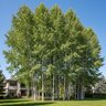 Populus Tremuloides Prairie Gold Aspen